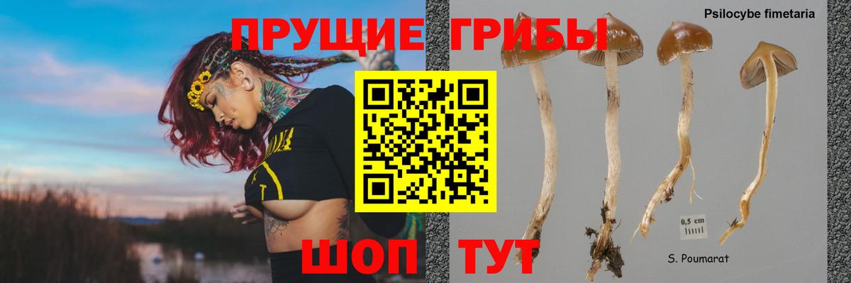 Галлюциногенные грибы Magic Shrooms  наркотики  Черногорск  Вход с VPN 